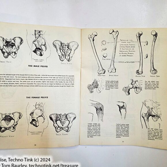 Anatomy by Walter T Foster: Anatomy for Teachers and Students - Picture 5 of 10